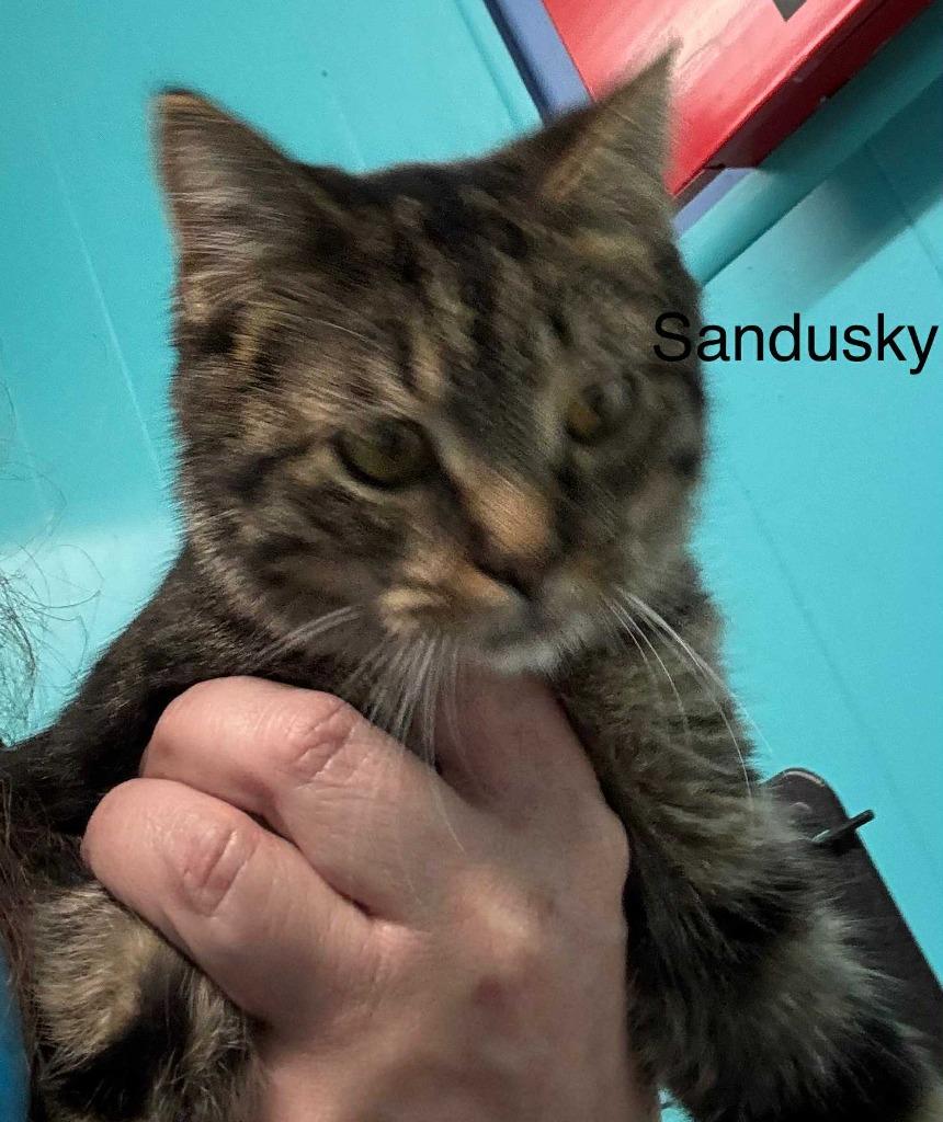 Sandusky, Adopted, Young Female Domestic Short Hair.