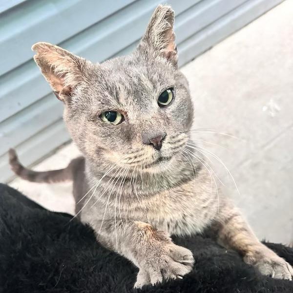 Sam, Adoptable, Adult Male American Shorthair.