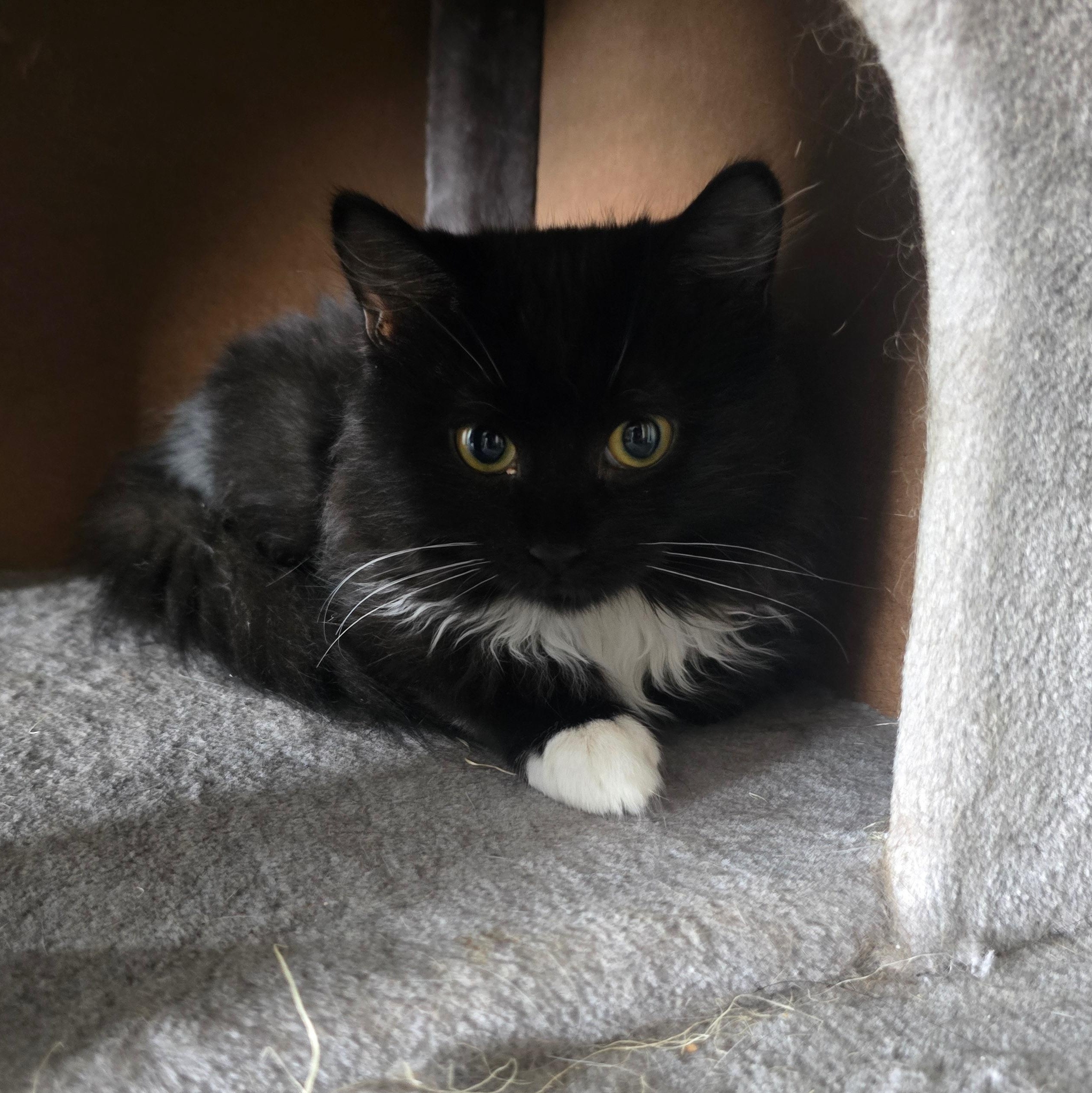 Enlarge Remy, a Adopted Domestic Long Hair in North Chesterfield, VA image 2/2