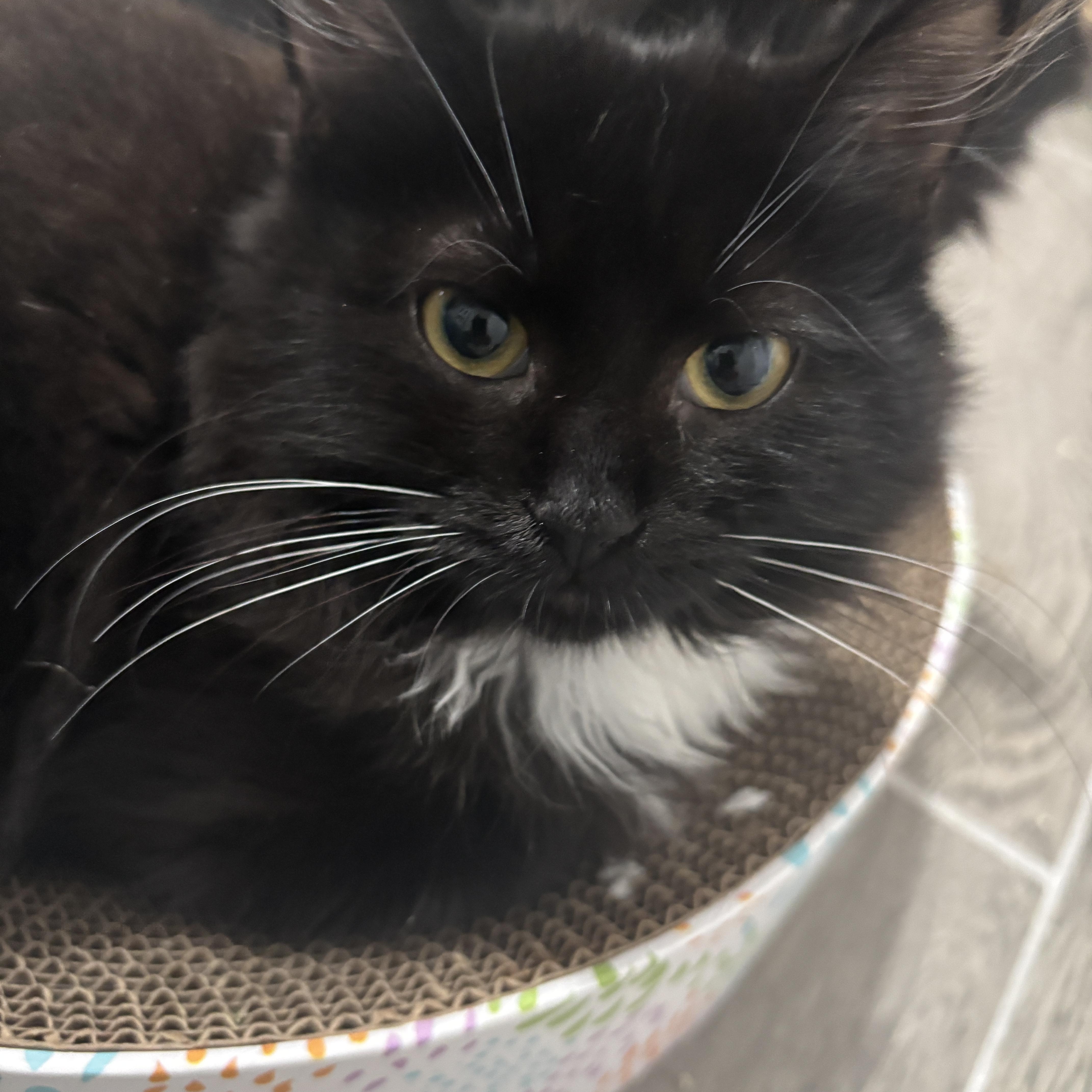 Remy, Adopted, Kitten Male Domestic Long Hair.