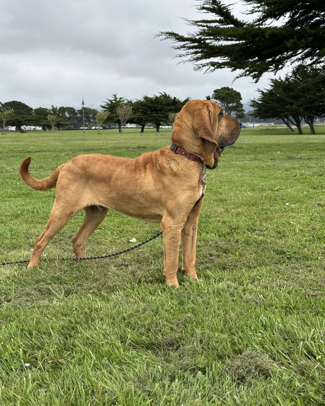 Enlarge Titus, a ADOPTABLE Bloodhound in Crescent city, CA image 3/6