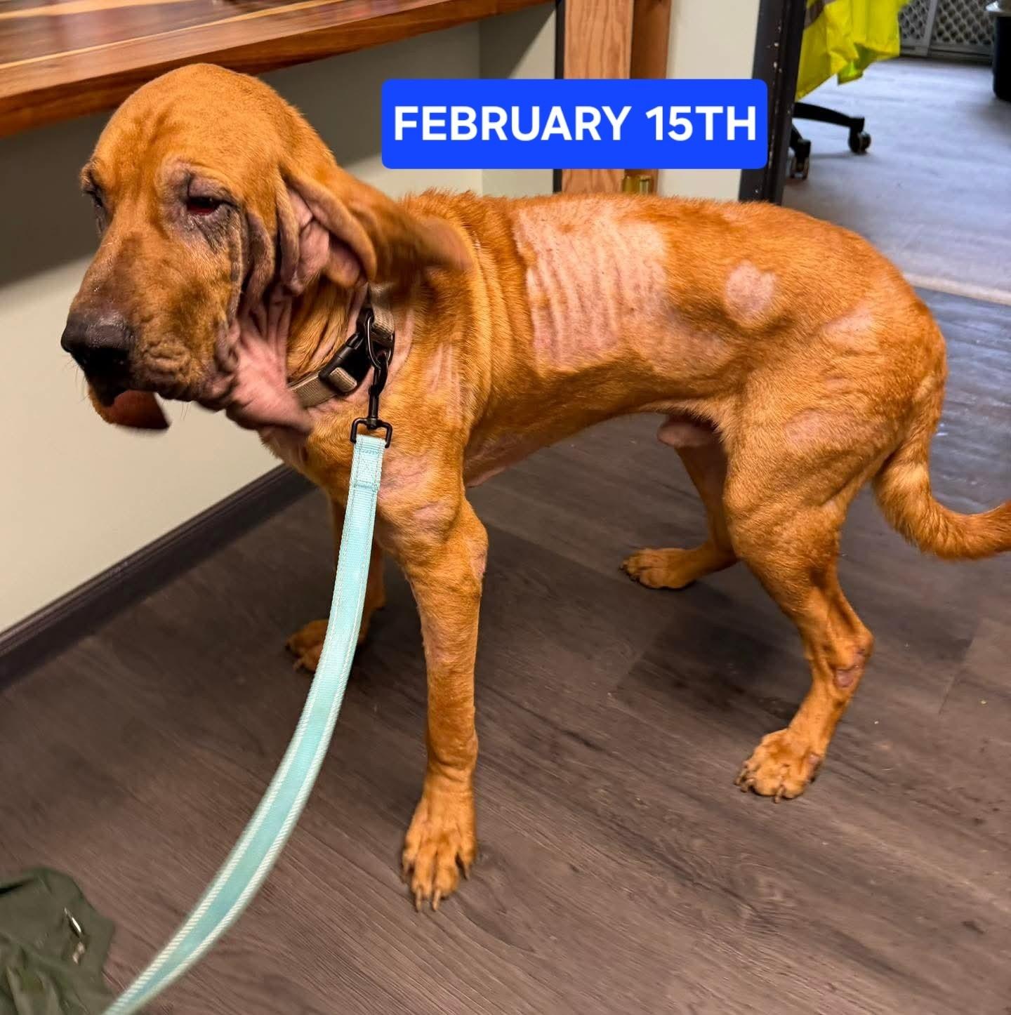 Enlarge Titus, a ADOPTABLE Bloodhound in Crescent city, CA image 4/6