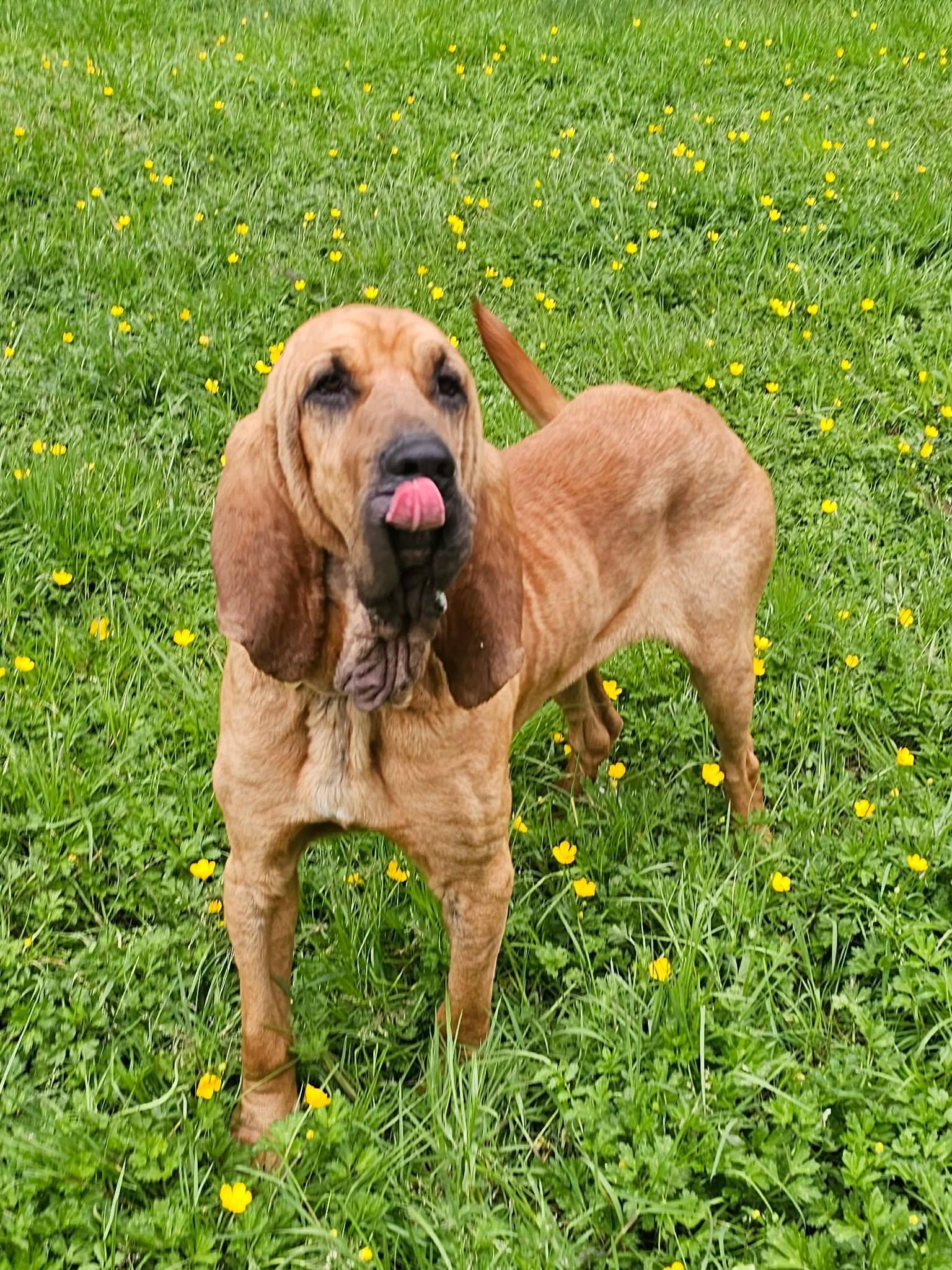 Titus, ADOPTABLE, Adult Male Bloodhound.