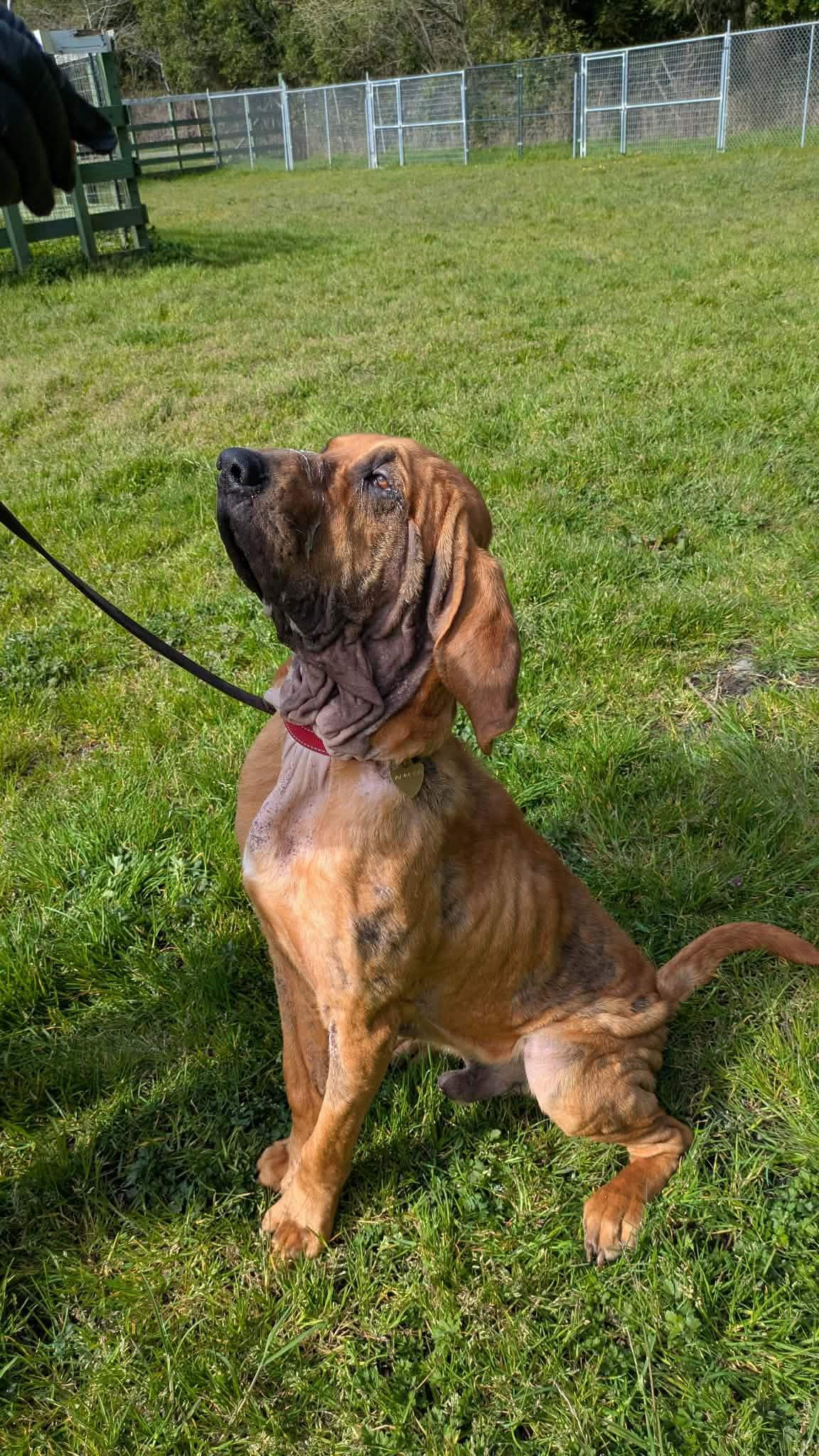 Enlarge Titus, a ADOPTABLE Bloodhound in Crescent city, CA image 2/6
