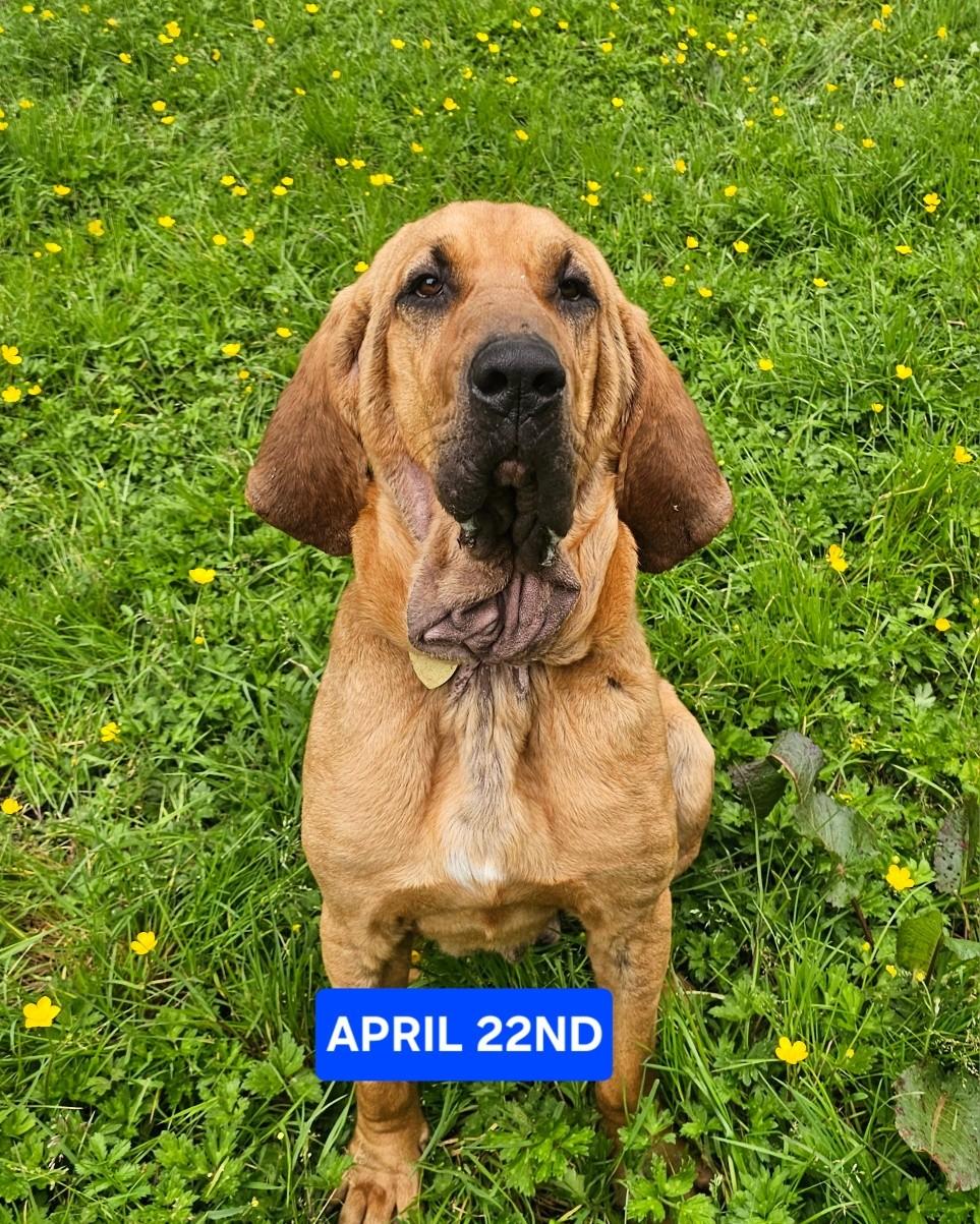 Enlarge Titus, a ADOPTABLE Bloodhound in Crescent city, CA image 5/6