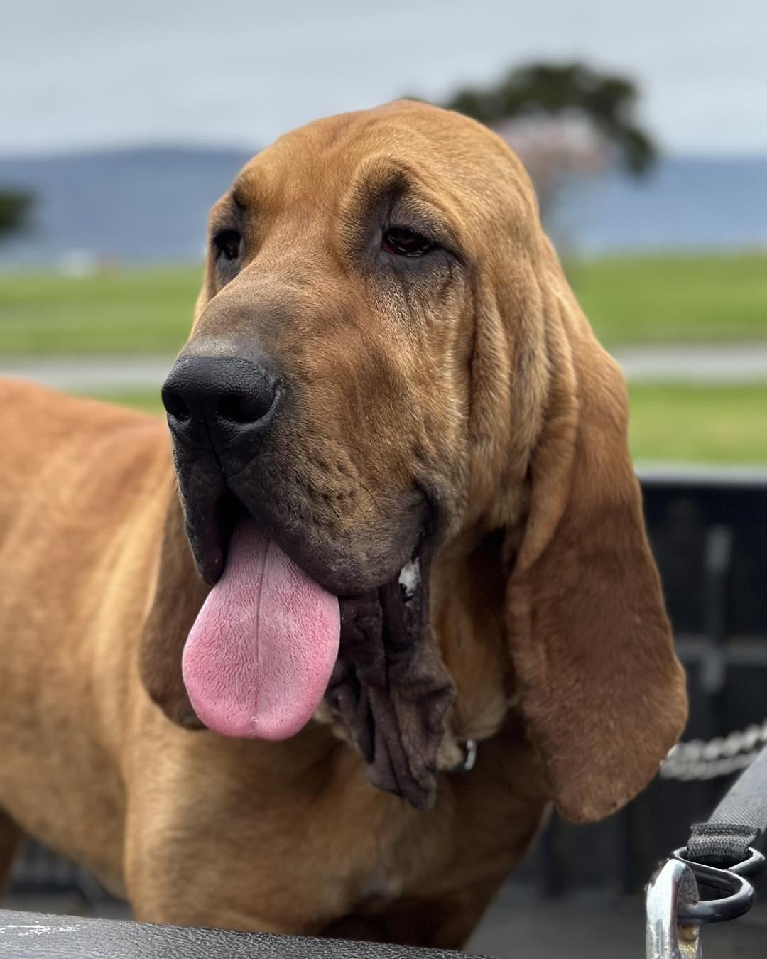 Enlarge Titus, a ADOPTABLE Bloodhound in Crescent city, CA image 6/6