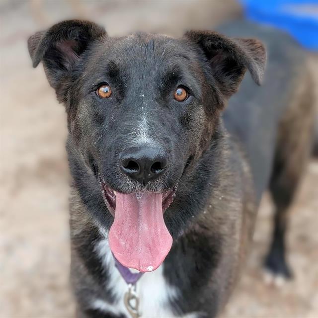 Enlarge TOKYO*, a Adoptable mixed breed in Tucson, AZ image 1/1