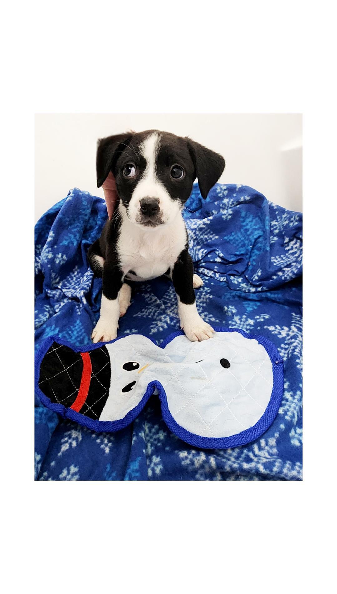 Enlarge Trixie, a ADOPTABLE Beagle in Lake Geneva, WI image 2/6