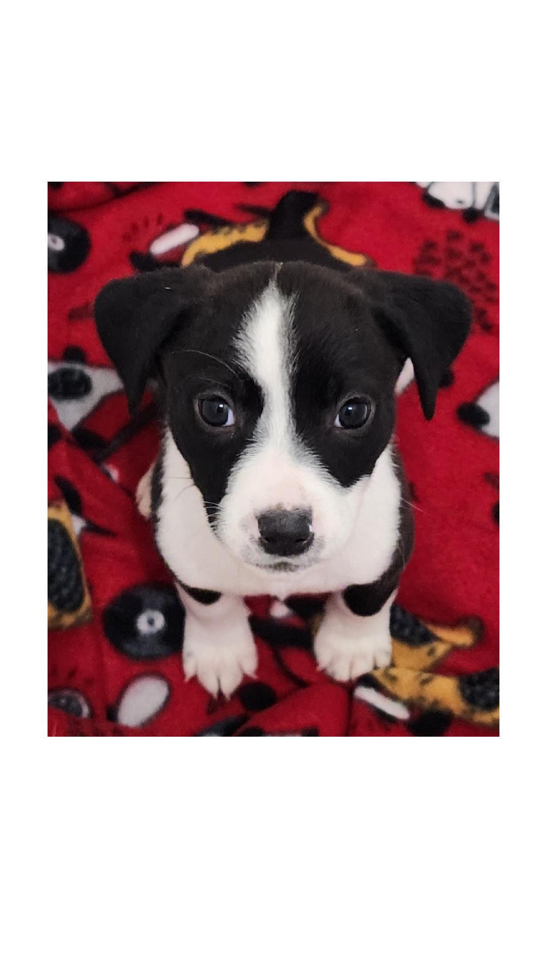 Enlarge Trixie, a ADOPTABLE Beagle in Lake Geneva, WI image 6/6