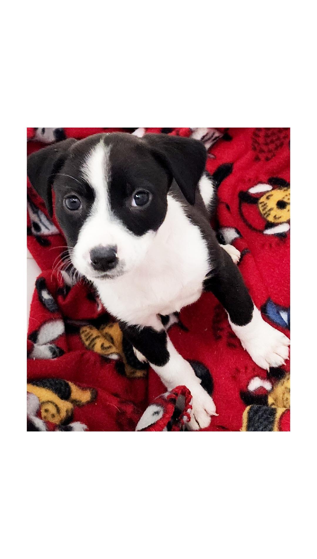 Trixie, ADOPTABLE, Puppy Female Beagle.