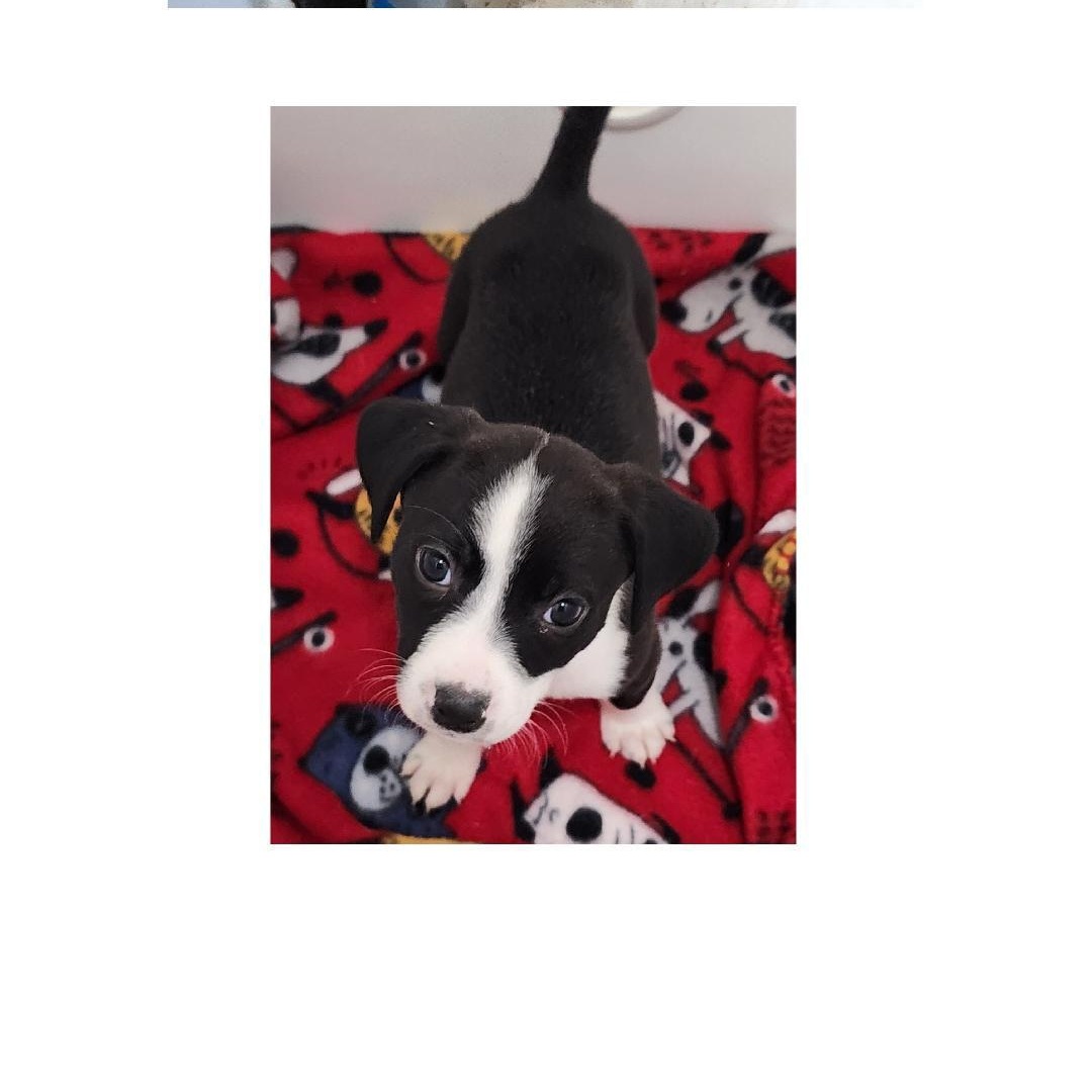 Enlarge Trixie, a ADOPTABLE Beagle in Lake Geneva, WI image 3/6