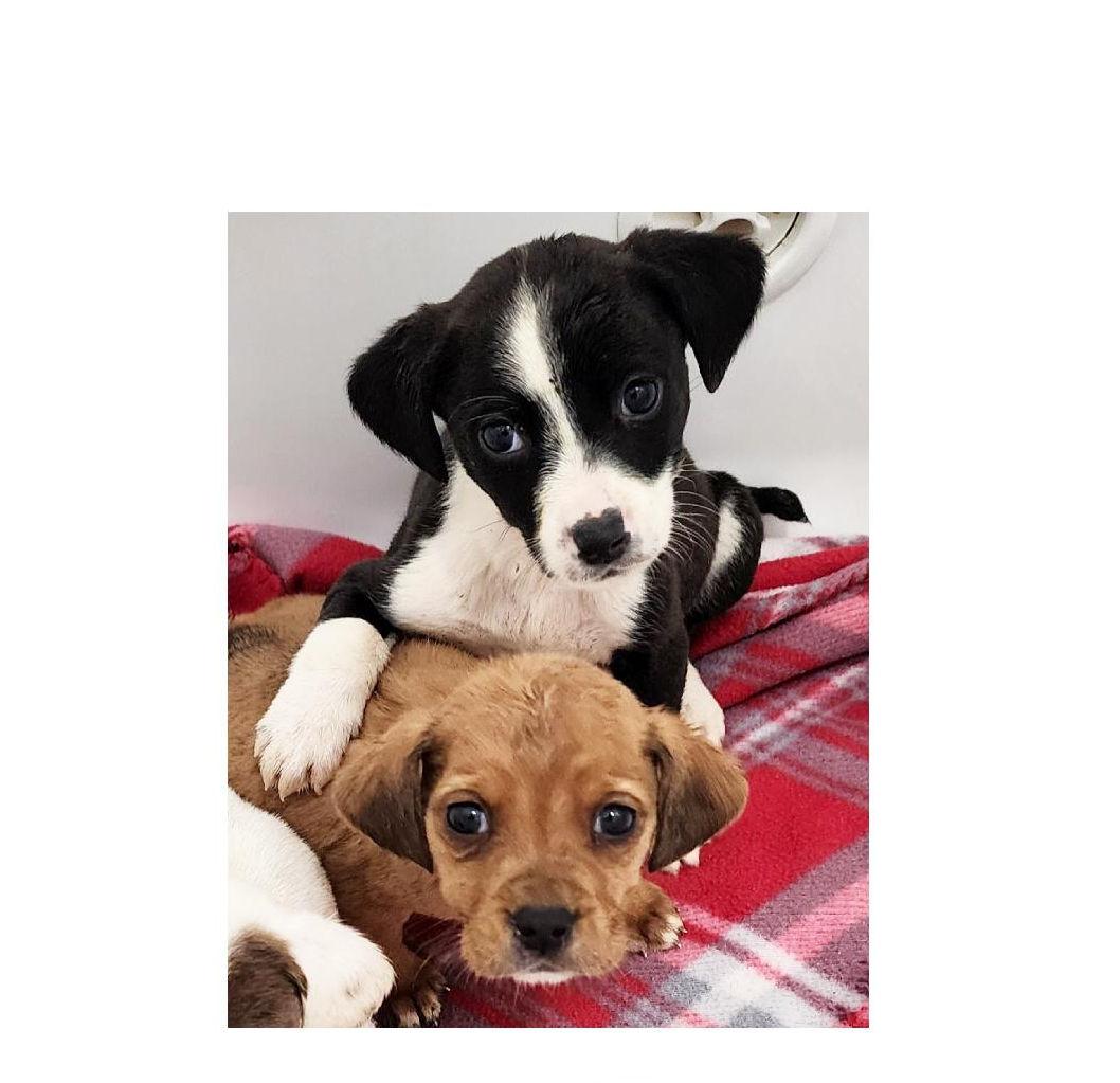 Trixie, ADOPTABLE, Puppy Female Beagle.