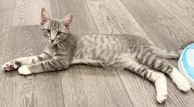 Linus W, an adopted Domestic Short Hair in Fair Oaks, CA image 3/4