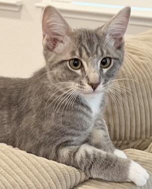 Linus W, adopted, Kitten Male Domestic Short Hair.
