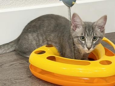 Linus W, an adopted Domestic Short Hair in Fair Oaks, CA image 2/4