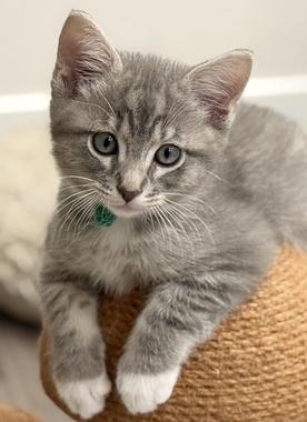 Linus W, an adopted Domestic Short Hair in Fair Oaks, CA image 4/4