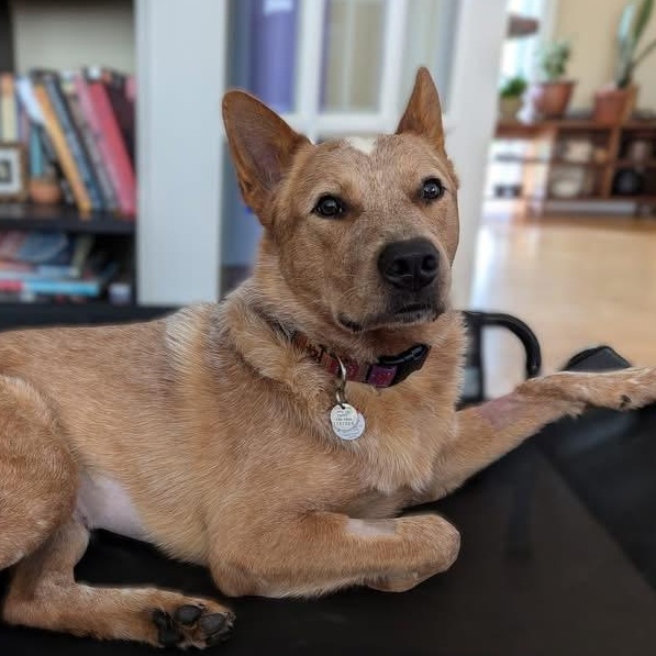 Enlarge Busy Bono, a Adoptable Australian Cattle Dog / Blue Heeler in Richmond Hill, ON image 3/6