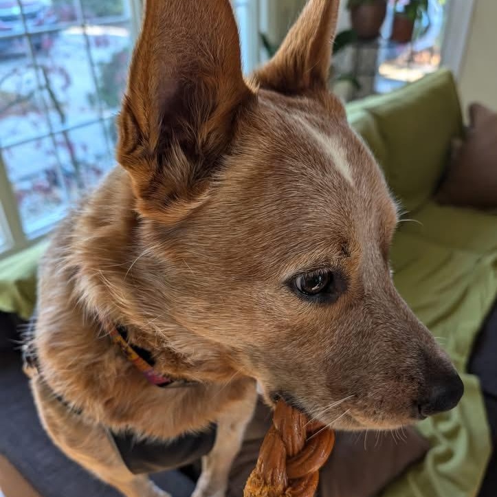 Enlarge Busy Bono, a Adoptable Australian Cattle Dog / Blue Heeler in Richmond Hill, ON image 6/6