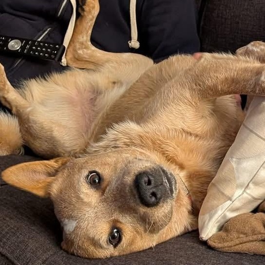 Enlarge Busy Bono, a Adoptable Australian Cattle Dog / Blue Heeler in Richmond Hill, ON image 2/6
