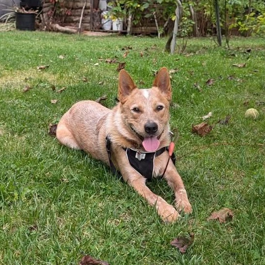Busy Bono, Adult Male Australian Cattle Dog / Blue Heeler
