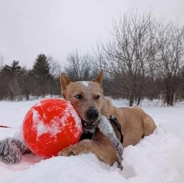 Enlarge Busy Bono, a Adoptable Australian Cattle Dog / Blue Heeler in Richmond Hill, ON image 5/6