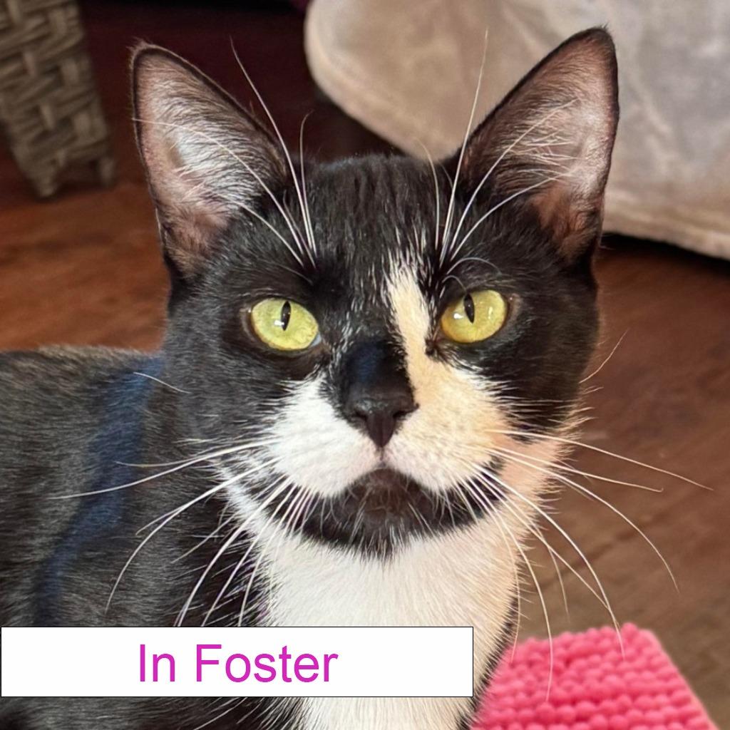 Enlarge Violet, a Adoptable Domestic Short Hair in Chapel Hill, NC image 1/4