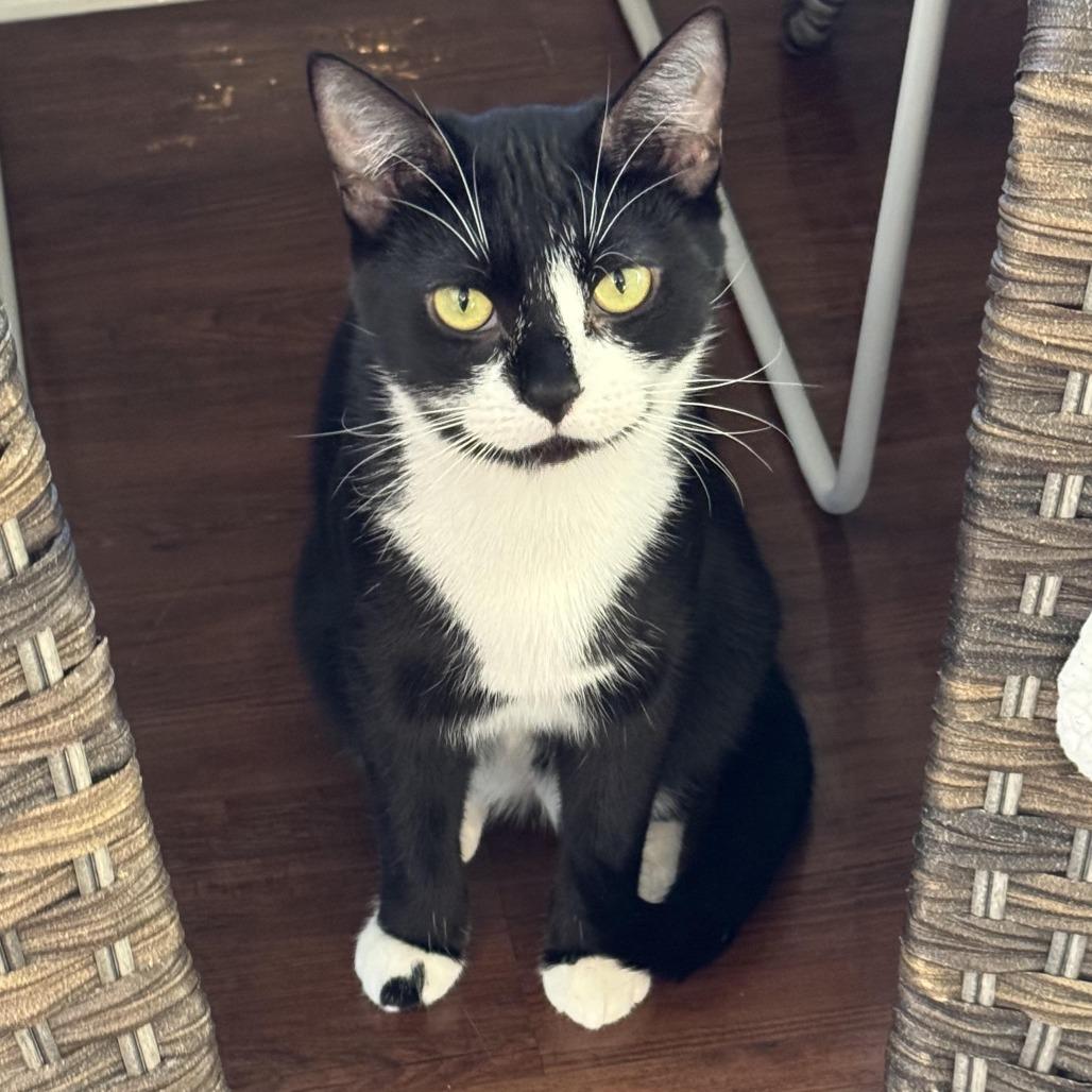 Violet, Adoptable, Adult Female Domestic Short Hair.