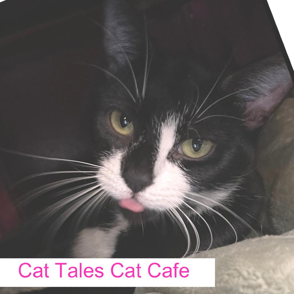 Enlarge Violet, a Adoptable Domestic Short Hair in Chapel Hill, NC image 4/4