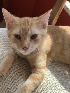 Enlarge Tawny, a Adoptable Tabby in Parlier, CA image 1/6