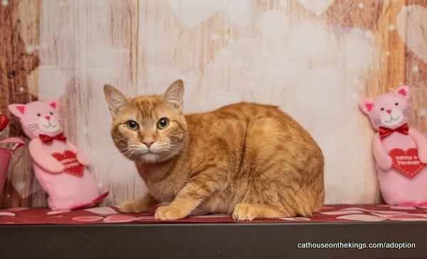 Enlarge Tawny, a Adoptable Tabby in Parlier, CA image 1/6
