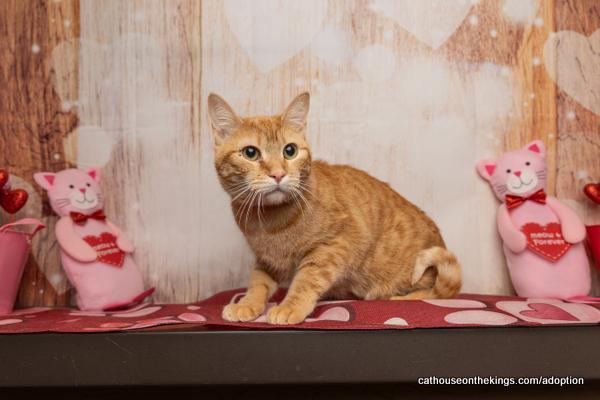 Enlarge Tawny, a Adoptable Tabby in Parlier, CA image 2/6