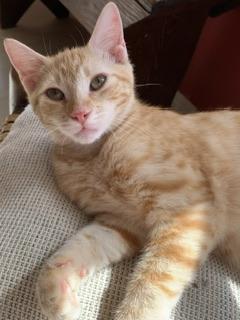 Enlarge Tawny, a Adoptable Tabby in Parlier, CA image 6/6