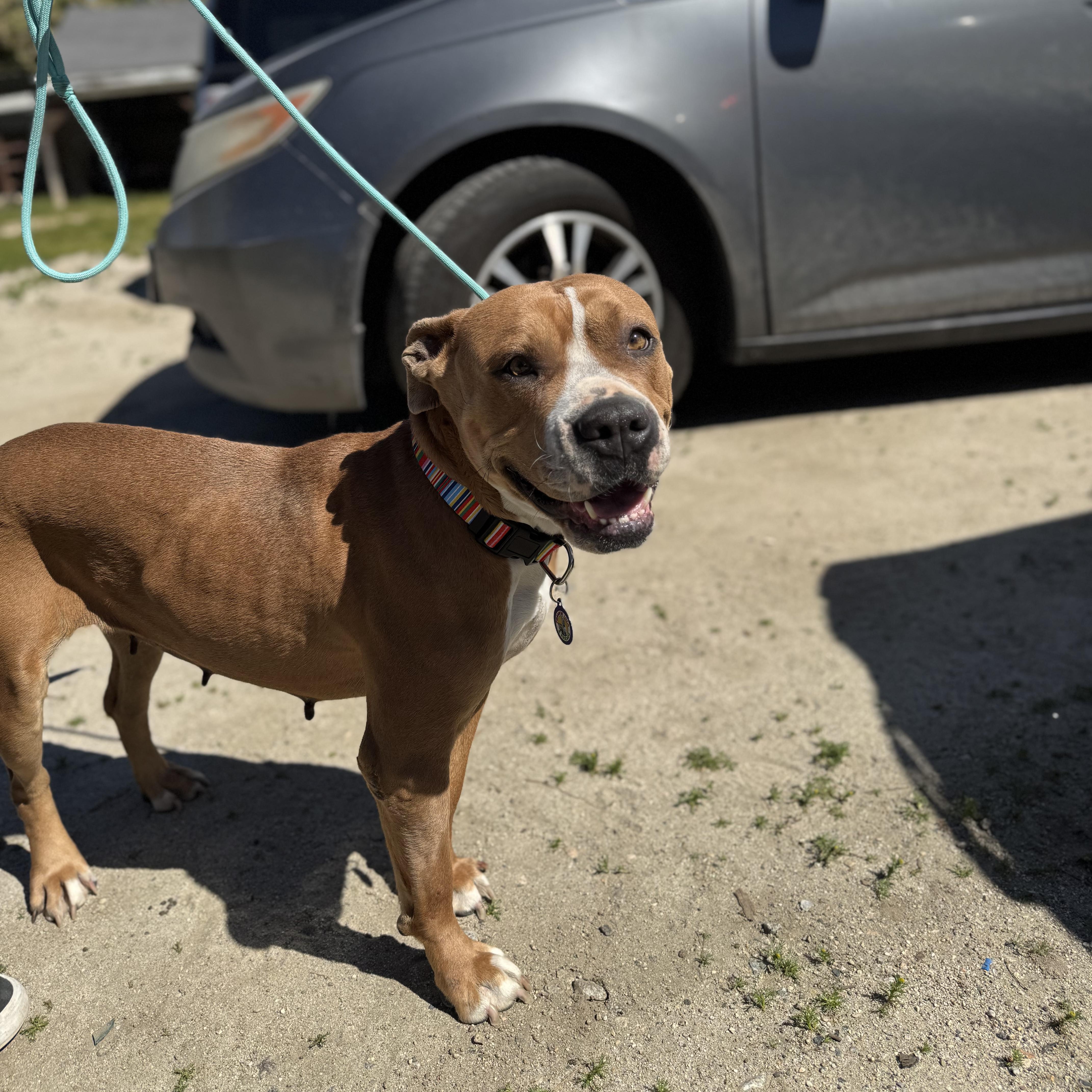 Enlarge Chloe, a Adoptable Pit Bull Terrier in Sun Valley, CA image 2/5