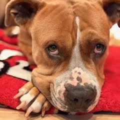 Enlarge Chloe, a Adoptable Pit Bull Terrier in Sun Valley, CA image 3/5