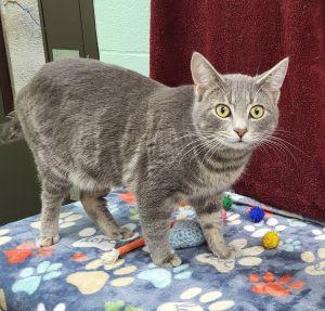 Enlarge Nug, a ADOPTABLE Domestic Short Hair in Bucyrus, OH image 2/3