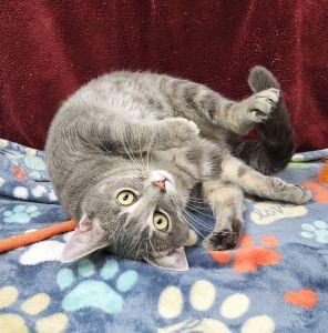 Enlarge Nug, a ADOPTABLE Domestic Short Hair in Bucyrus, OH image 3/3
