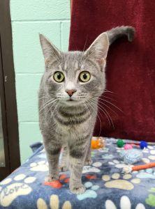 Enlarge Nug, a ADOPTABLE Domestic Short Hair in Bucyrus, OH image 1/3