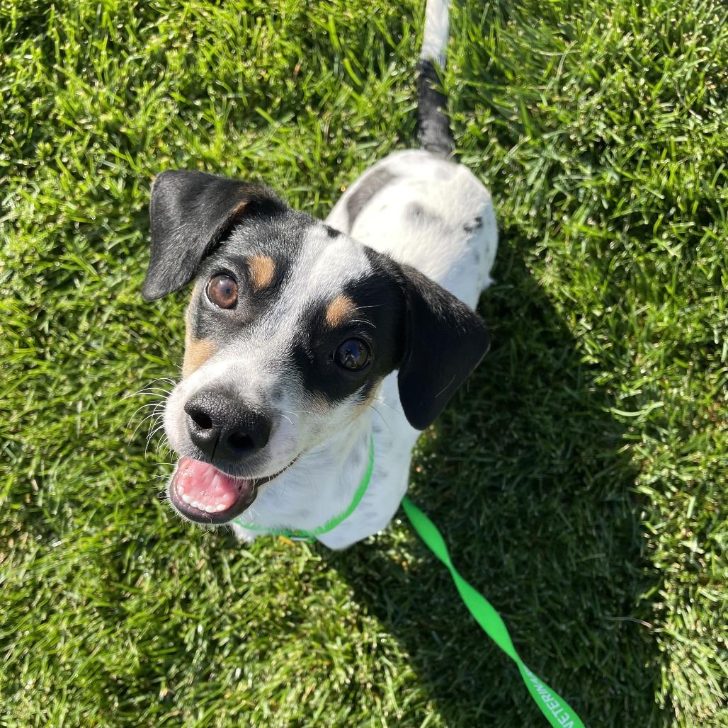 Enlarge Porter, a Adoptable Terrier in Cashmere, WA image 1/5