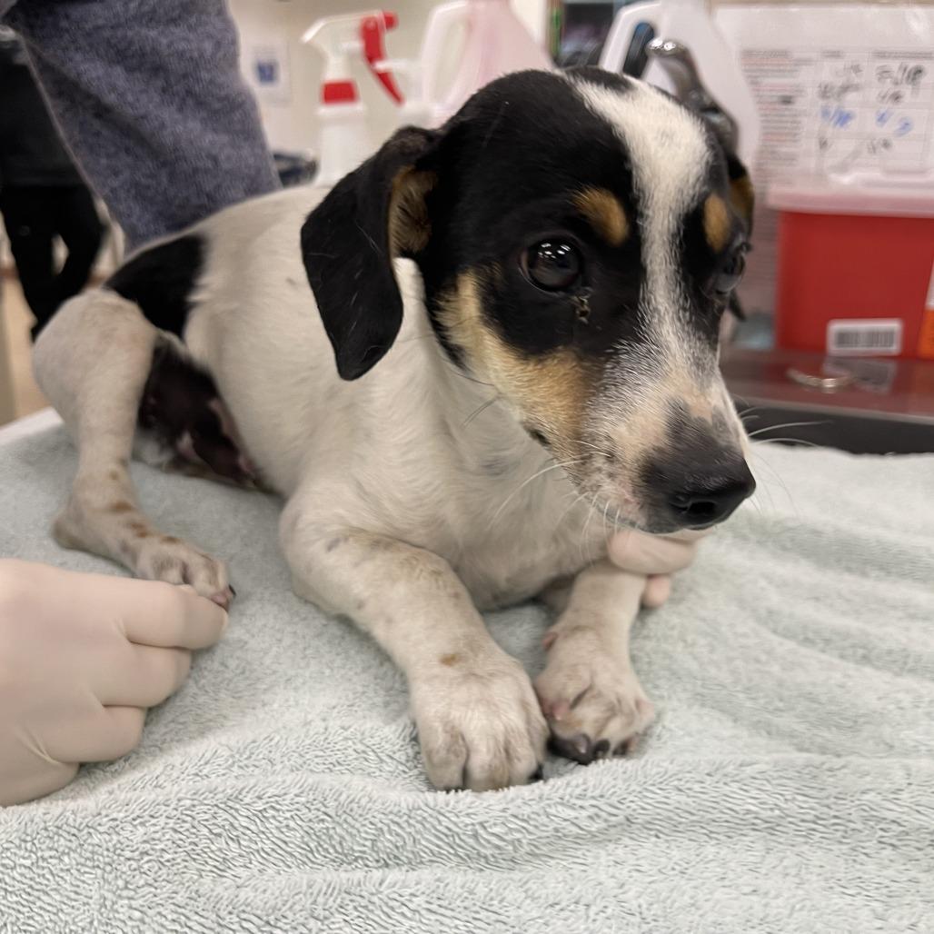 Enlarge Porter, a Adoptable Terrier in Cashmere, WA image 2/5