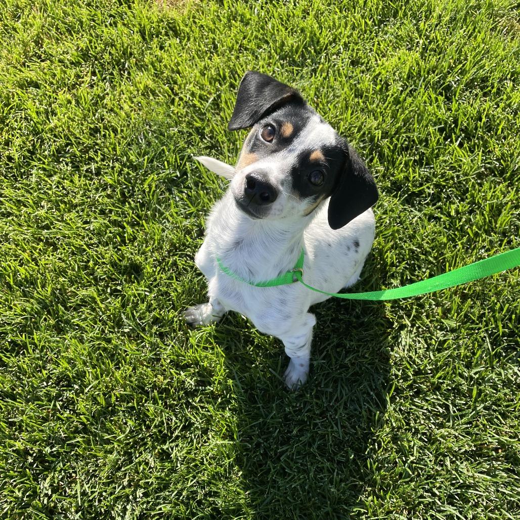Enlarge Porter, a Adoptable Terrier in Cashmere, WA image 3/5