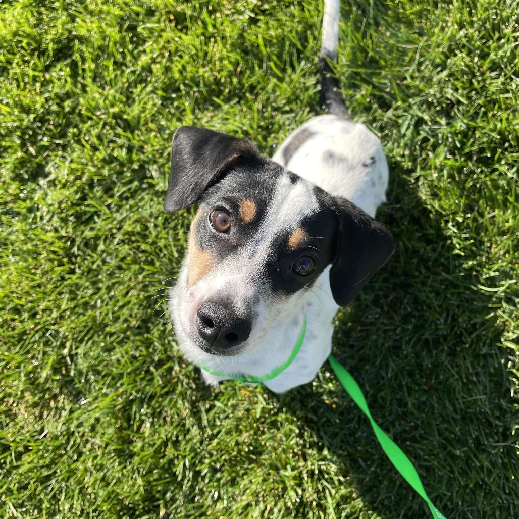 Enlarge Porter, a Adoptable Terrier in Cashmere, WA image 5/5