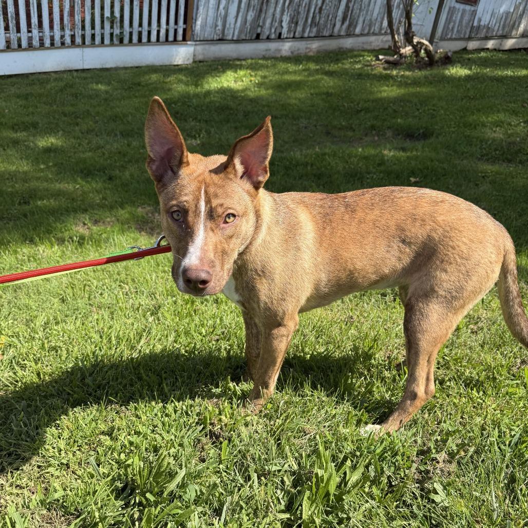 Sapphire, Adoptable, Young Female Mixed Breed.
