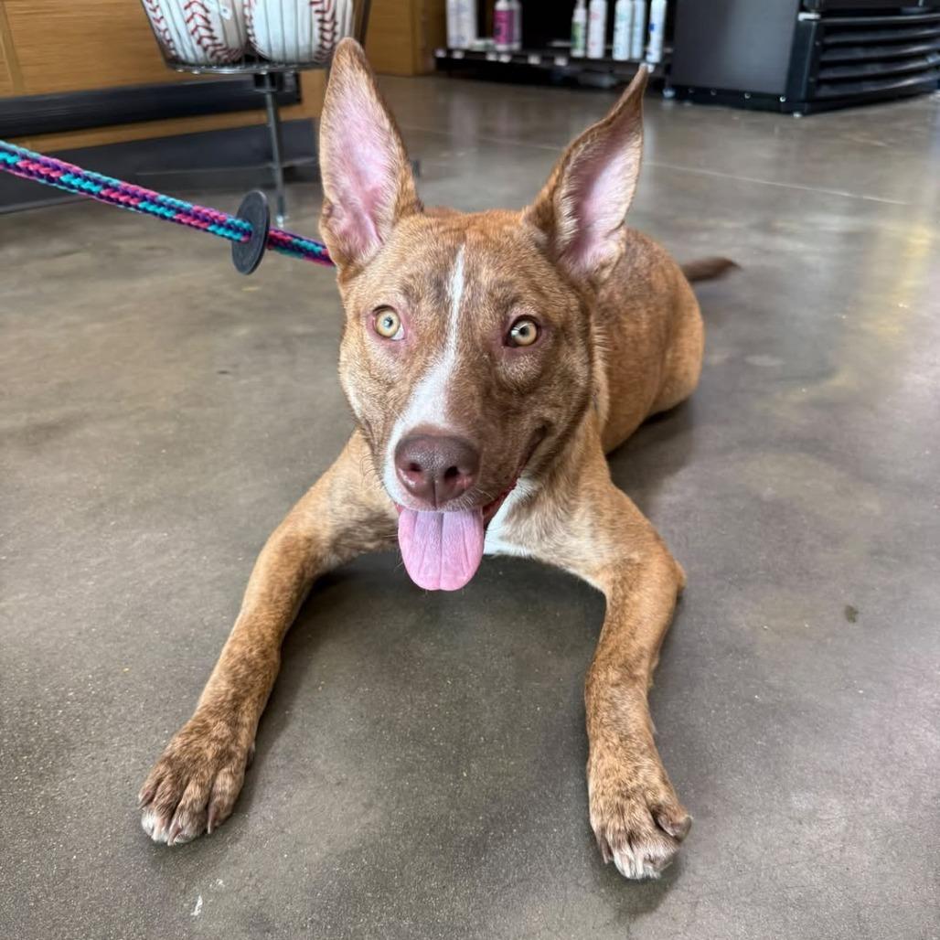 Enlarge Sapphire, a Adoptable Mixed Breed in Staten Island, NY image 2/5