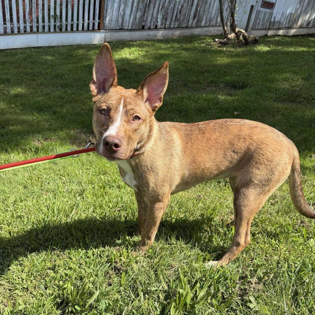 Enlarge Sapphire, a Adoptable Mixed Breed in Staten Island, NY image 3/5