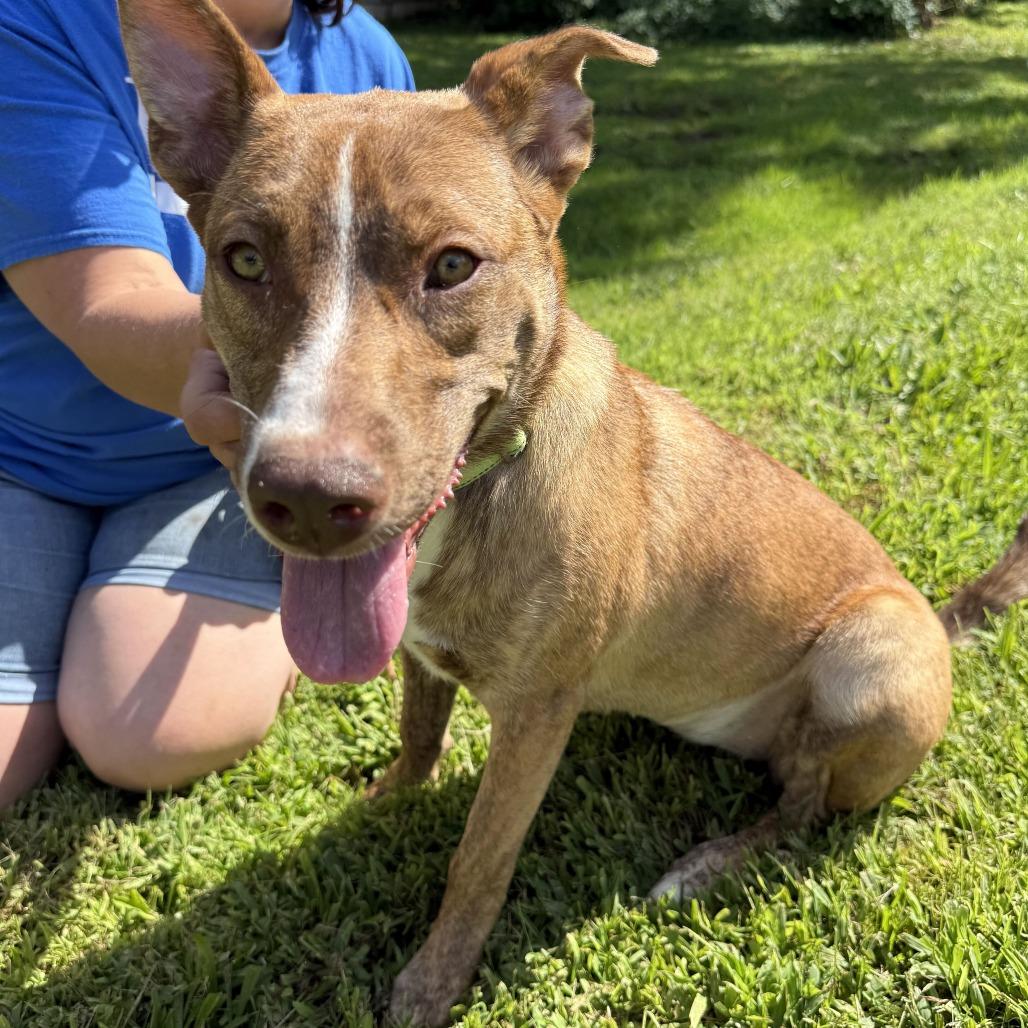 Enlarge Sapphire, a Adoptable Mixed Breed in Staten Island, NY image 5/5