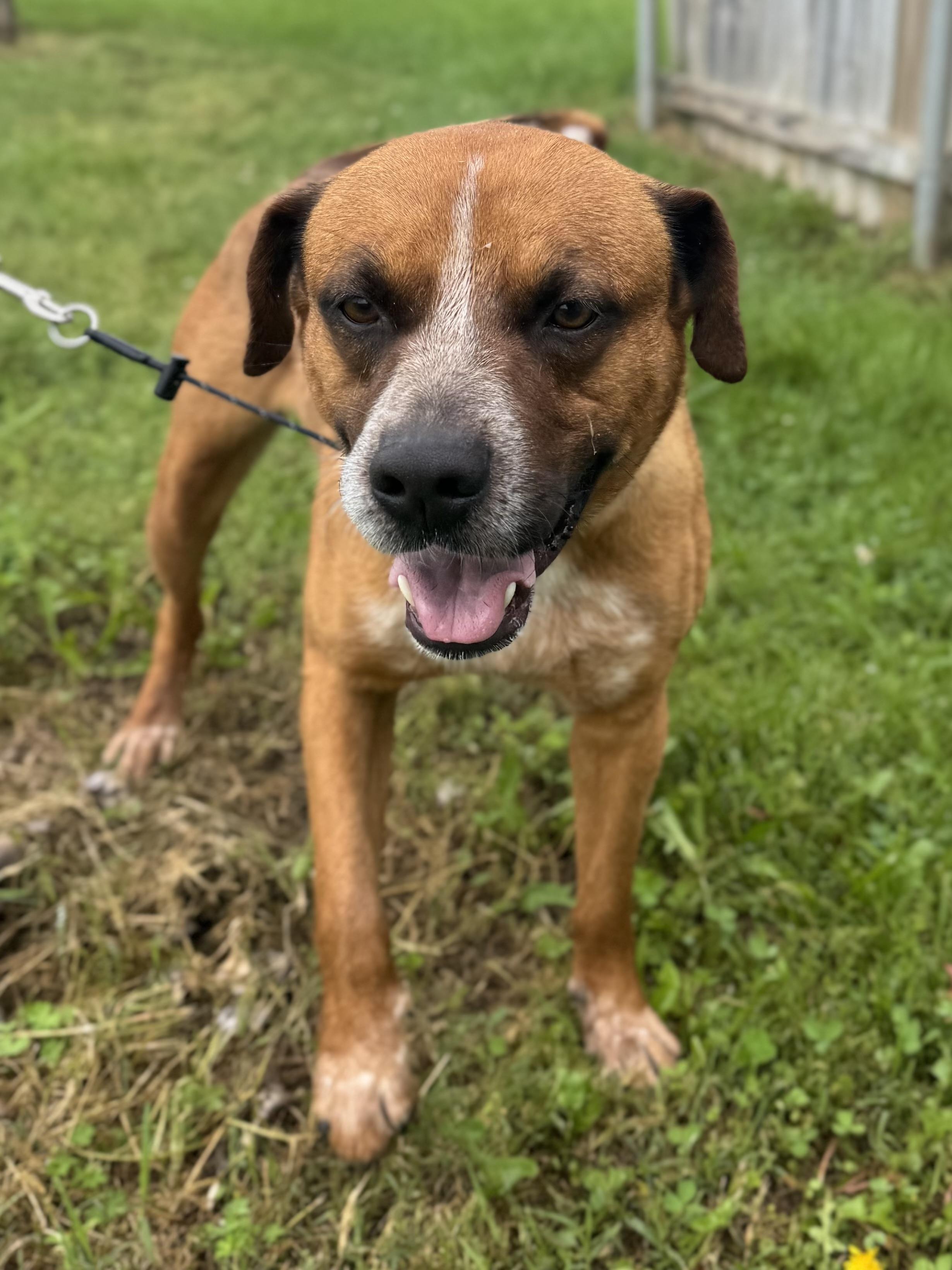 Mason, Adoptable, Adult Male Black Mouth Cur & Boxer.