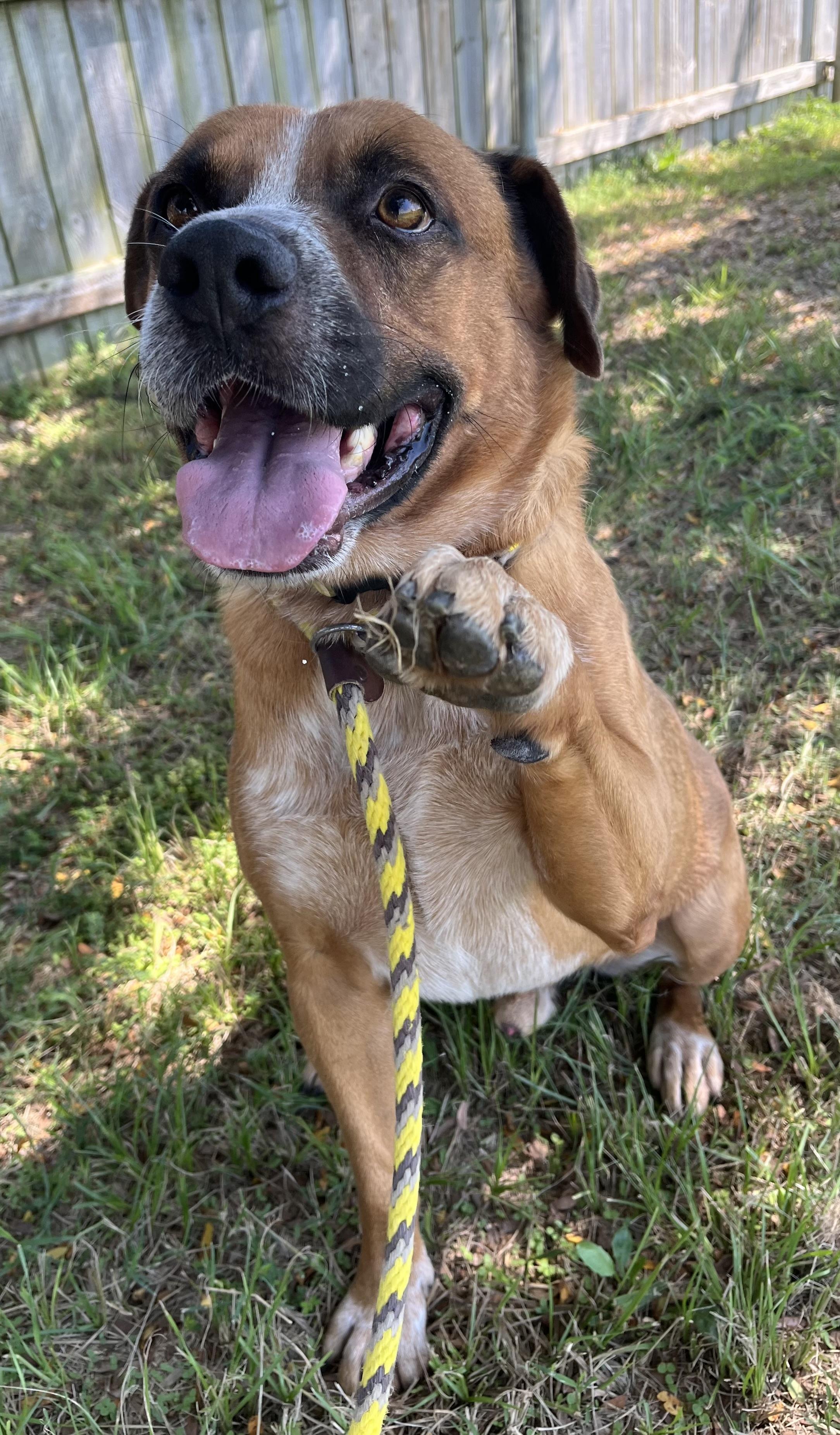 Enlarge Mason, a Adoptable mixed breed in Centerton, AR image 2/3