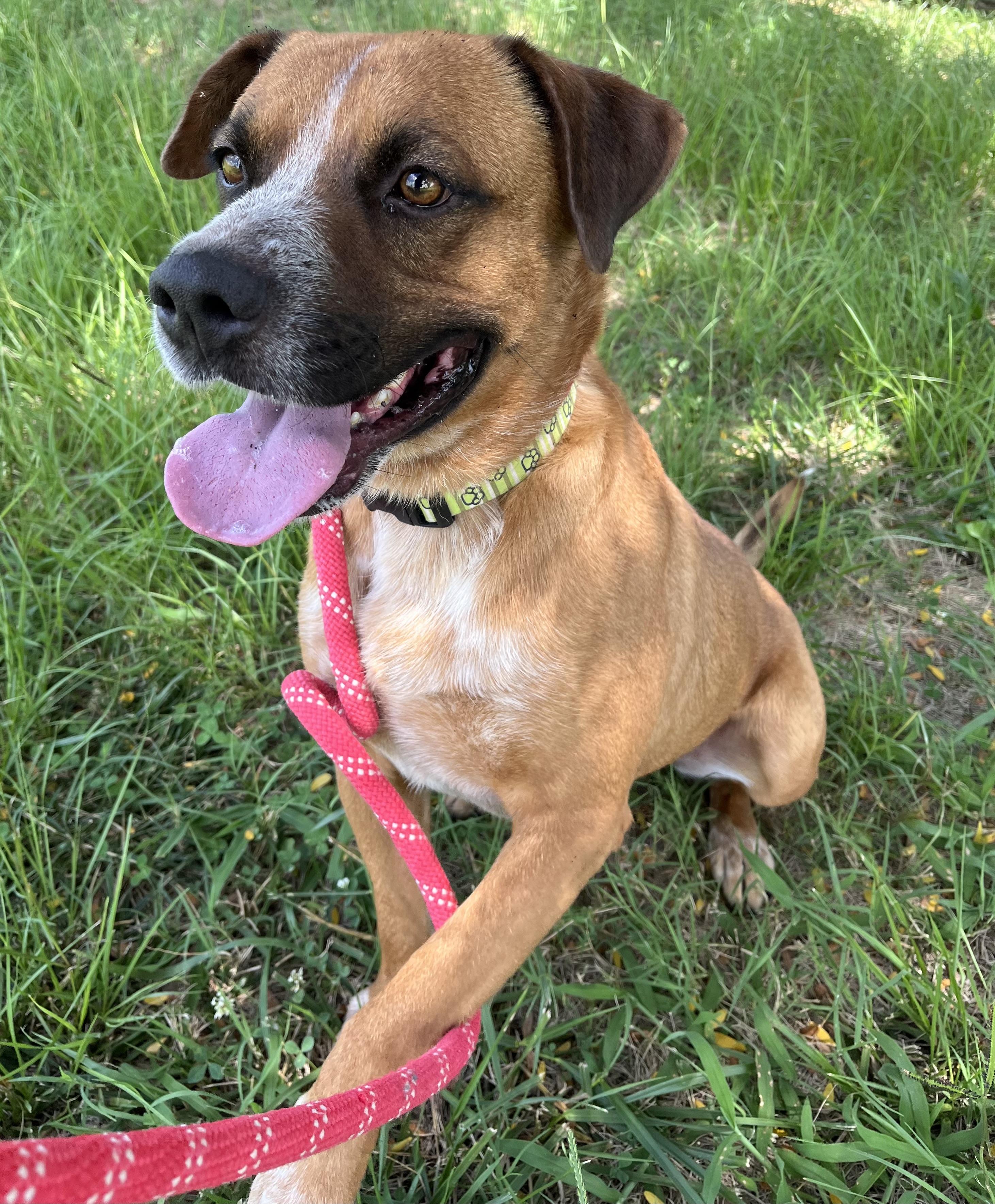 Enlarge Mason, a Adoptable mixed breed in Centerton, AR image 3/3