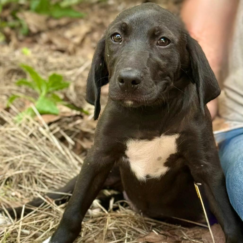 MOLLY, Adoptable, Puppy Female Mountain Cur & Mixed Breed.