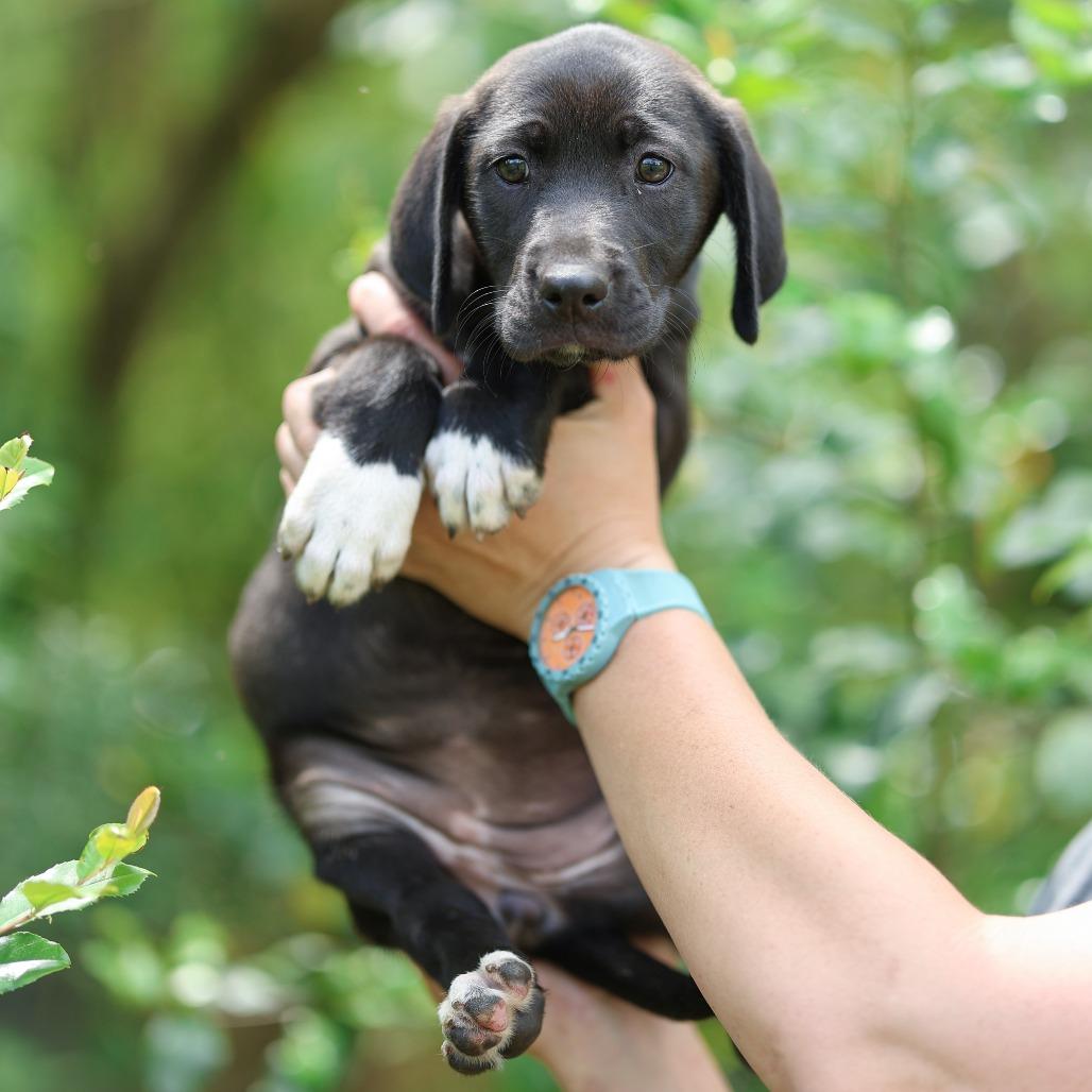 MOLLY, a Adoptable mixed breed in Lucedale, MS image 2/4